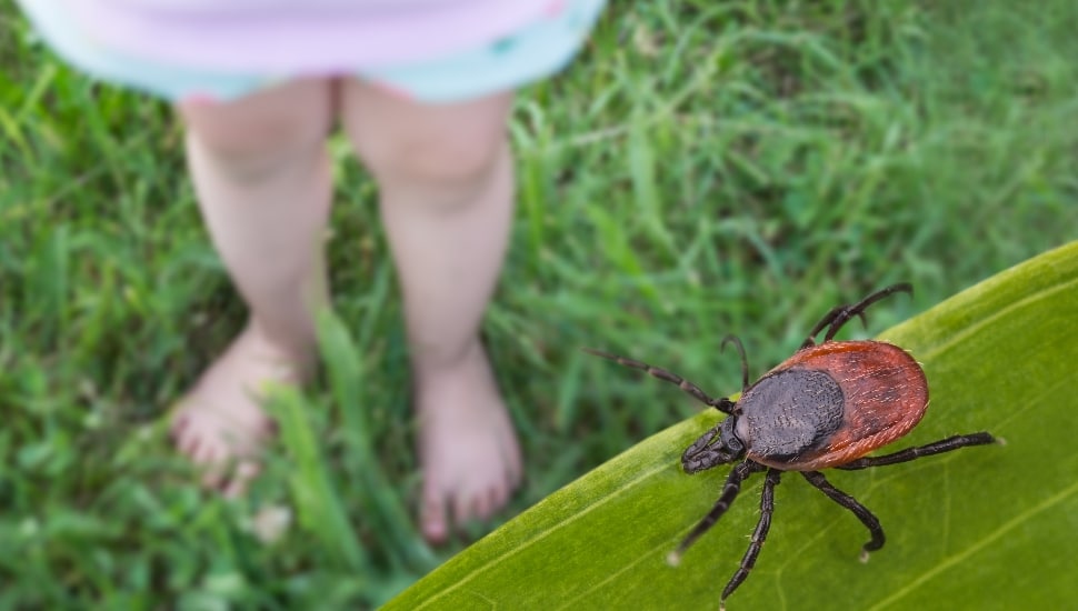 Closeup of toddler small legs playing on summer green meadow with a lurking tick.