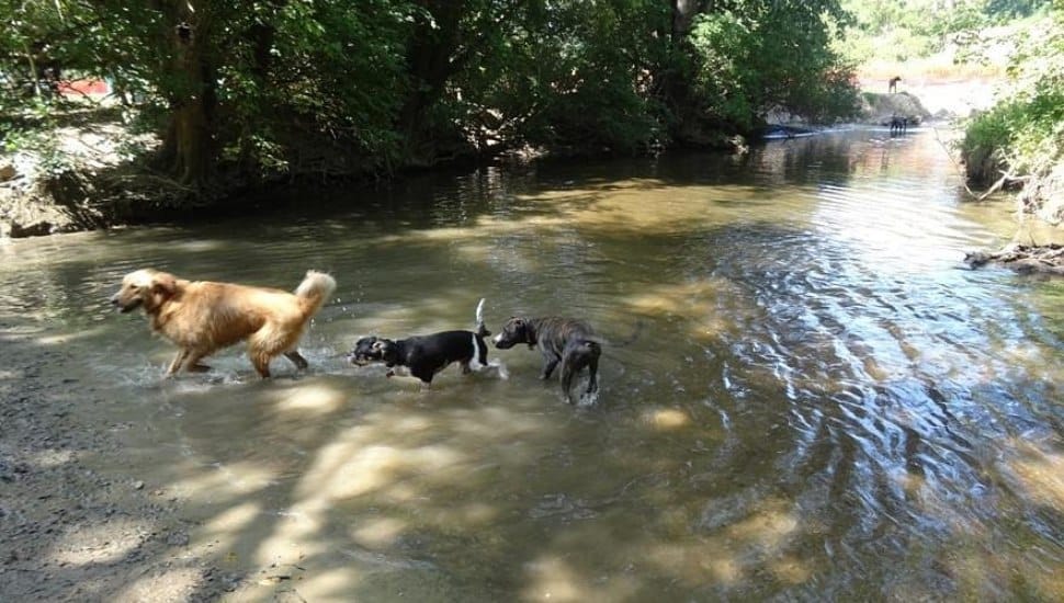 Three dogs splash in the creek at Lloyd Park in Downingtown.