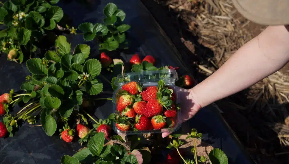 A picker fills a container with fresh strawberries straight from the field.