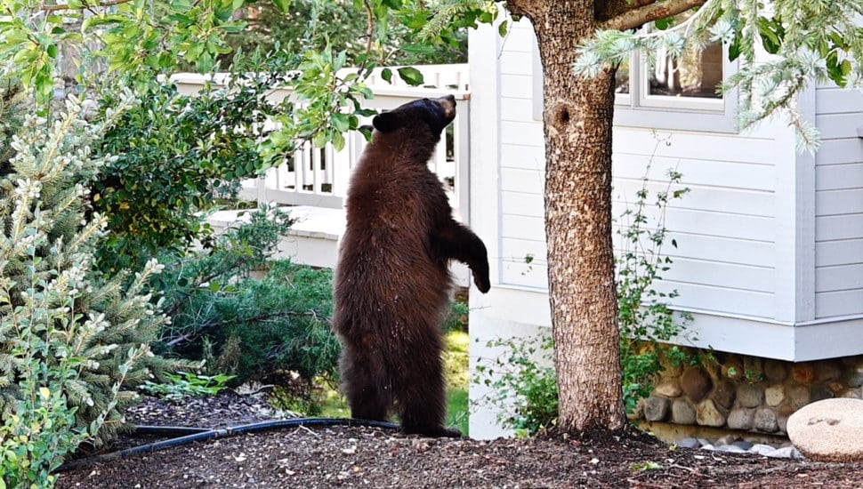Black bear cub on its hind legs as it looks at a tree in a backyard.