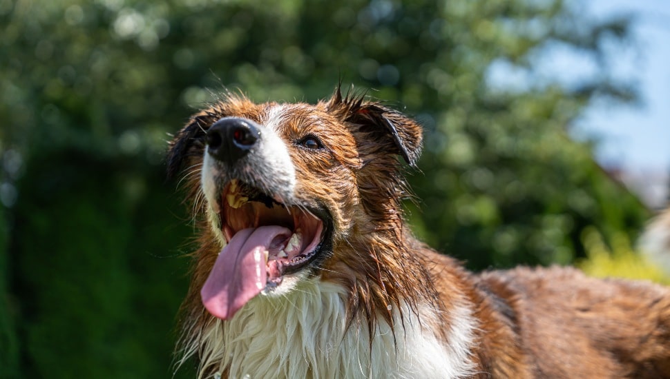 Your Pet’s Happy and Healthy Summer Guide, According to the Experts at Hickory Veterinary Hospital